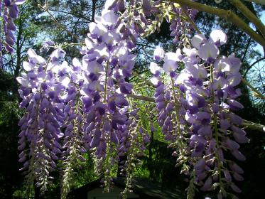 Glockenblumen