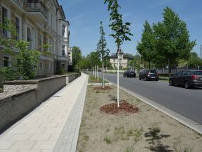 Baumpflanzung an der Strasse Baumpflanzung an der Strasse