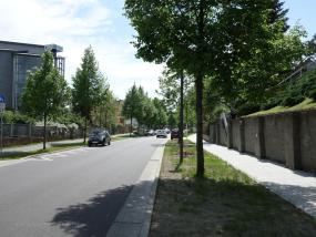 Baumreihe Strassenrand