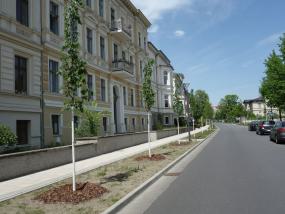 Bäume zwischen Strasse und Fahrbahn