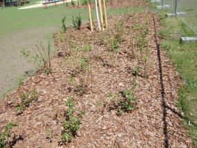 Abdeckung mit Rindenmulch
