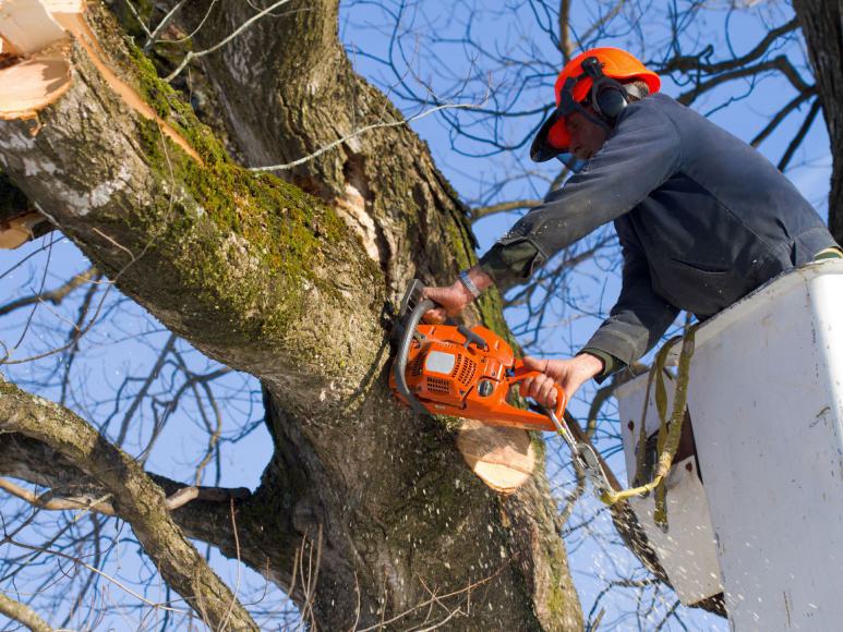 Arbeiter beschneidet Baum Arbeiter beschneidet Baum