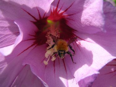 Biene in einer Blüte