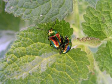 Zwei Käfer auf einem Blatt