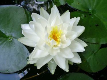 Teichrose