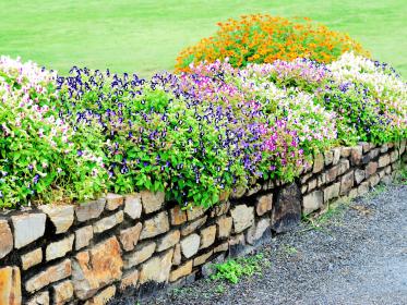 Mauer mit Blumen