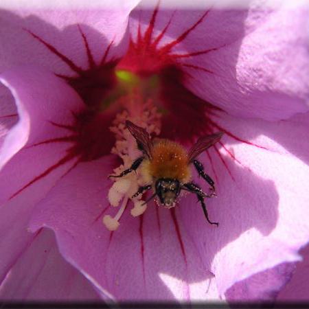 Hummel in einer Blüte